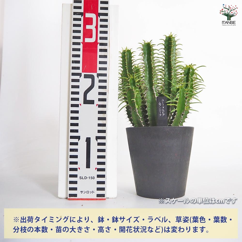 ユーフォルビア ムランジーナ 【多肉植物 4号／1個売り】｜ 【植物の