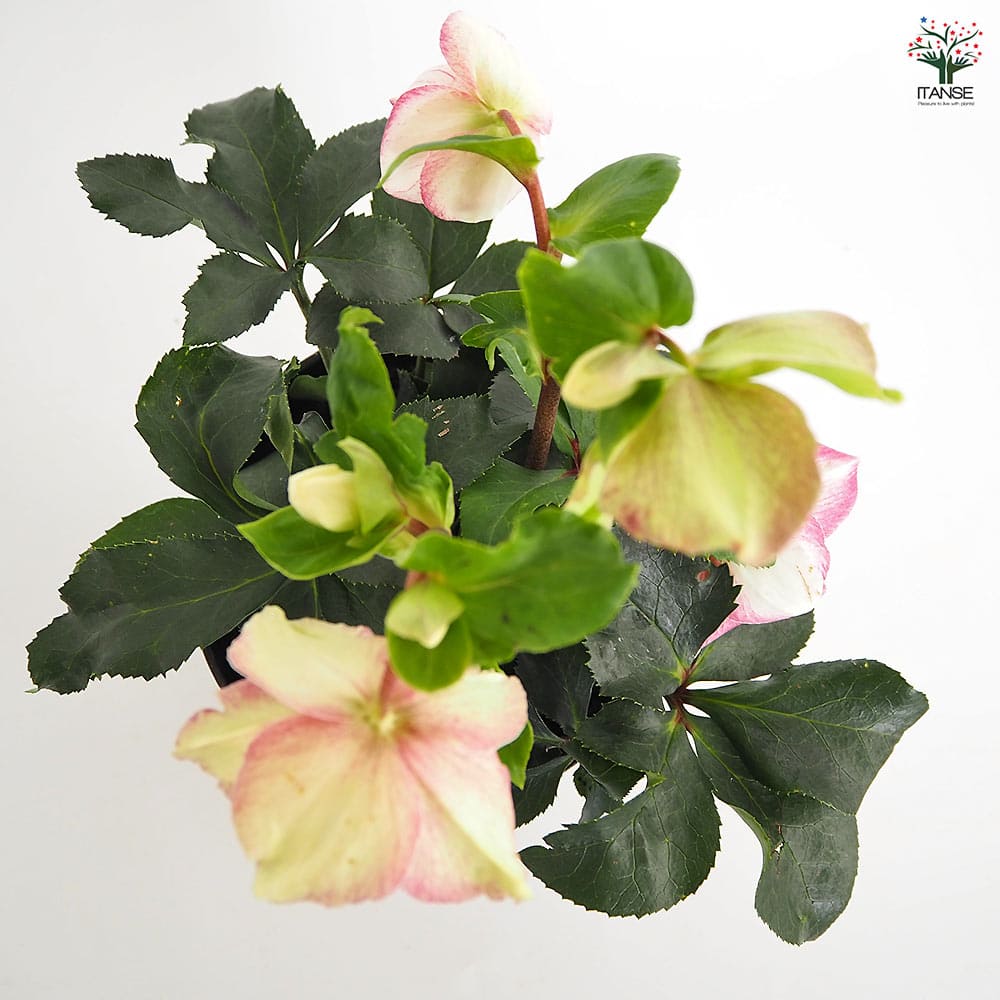 クリスマスローズ 氷の薔薇ピコティ 【花苗 5号／1個売り】｜ 【植物の