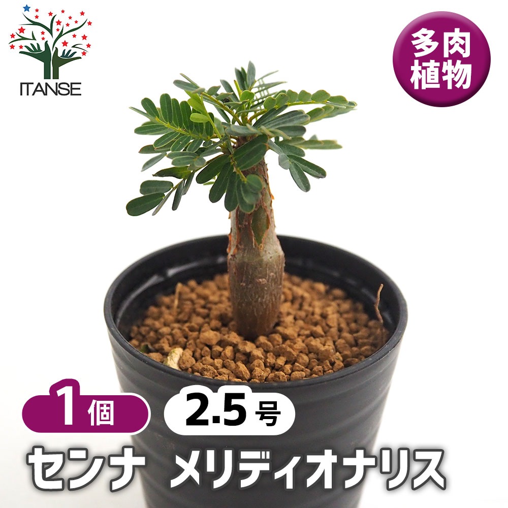 センナ メリディオナリス 【多肉植物 2.5号／1個売り】｜ 【植物の