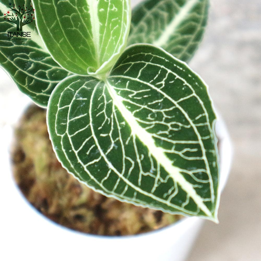 アネクトキルス・ロクスバーギー／ジュエルオーキッド・水草【観葉植物