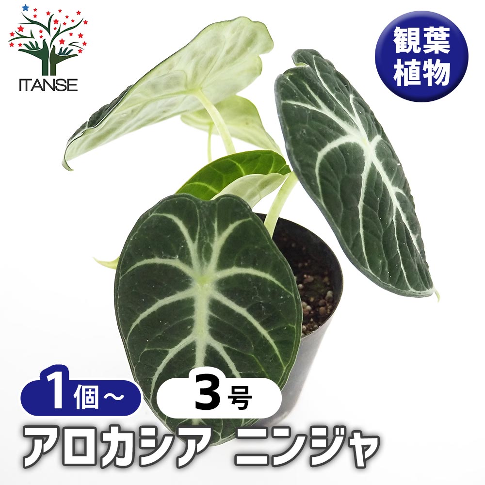 アロカシア ニンジャ 【観葉植物 3号】｜ 【植物のITANSE】全品