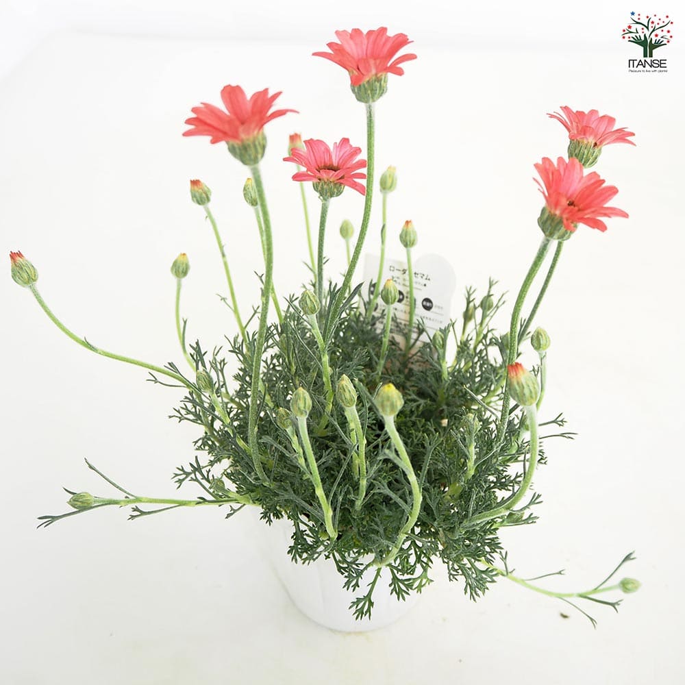 ローダンセマム マーズ 【花苗 3.5号】｜ 【植物のITANSE】全品