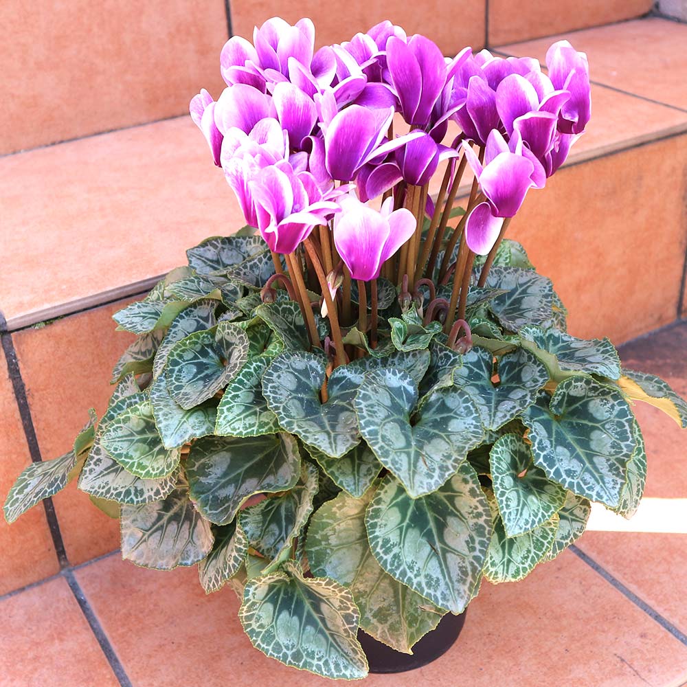 ブルーシクラメン 胡蝶 【開花株 5号 底面給水鉢／1個売り】｜ 【植物