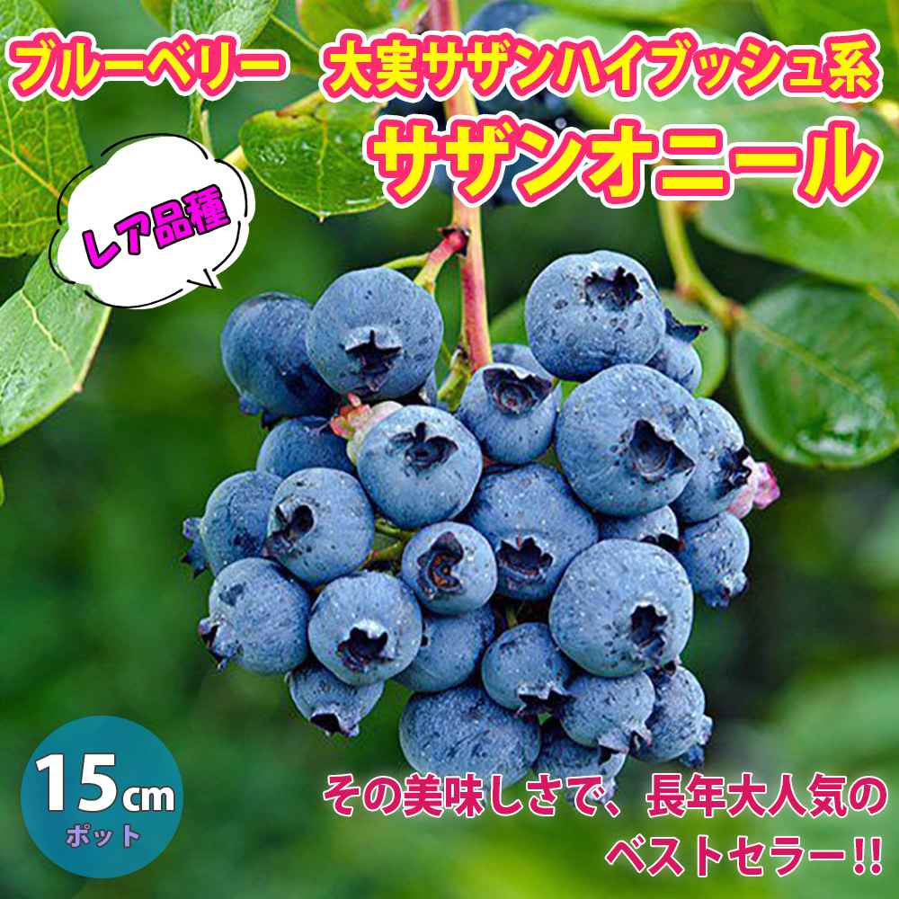 大実サザンハイブッシュ系ブルーベリー サザンオニール【果樹苗 挿し木