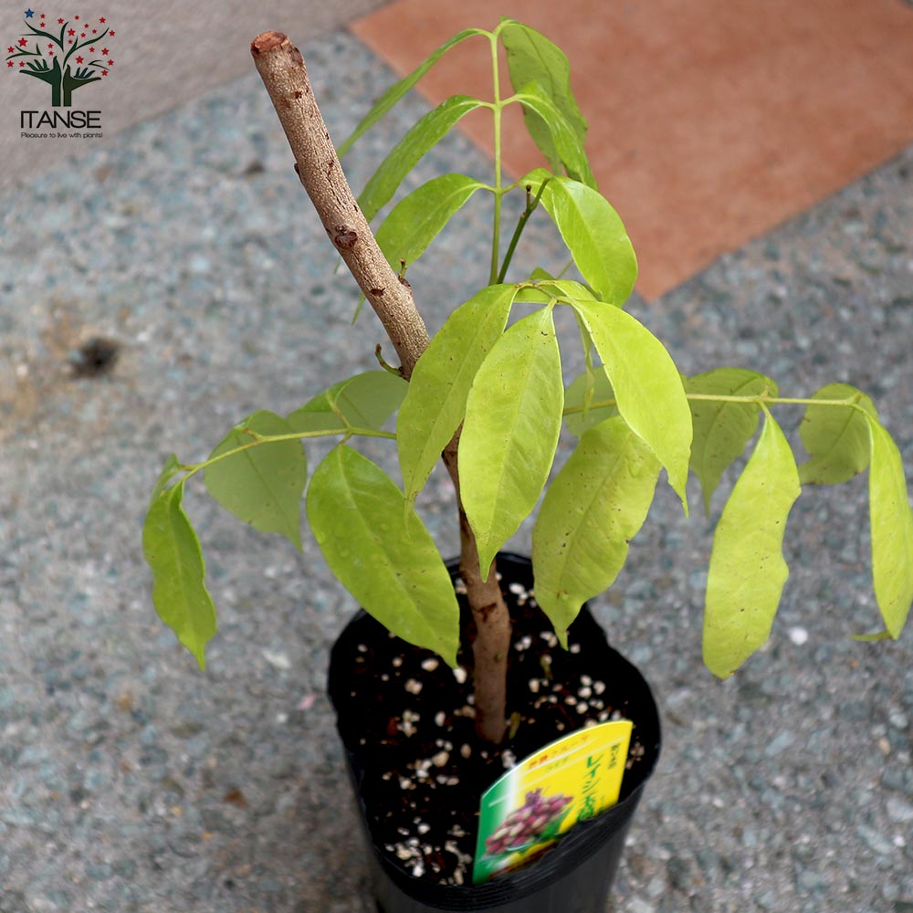 ライチの苗木 玉荷包(ぎょくかほう)【果樹の苗木 13.5cm 取り木苗／1個