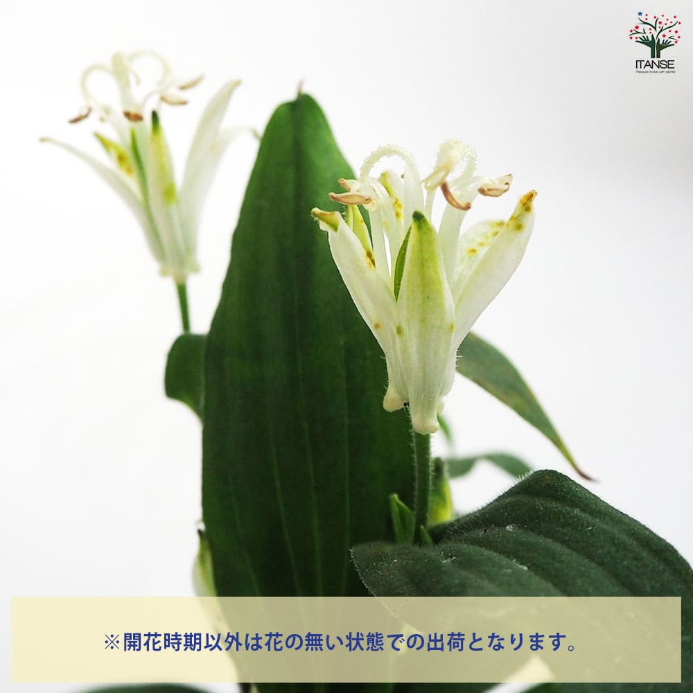 ホトトギス 白花 【花苗 3号】｜ 【植物のITANSE】全品送料無料