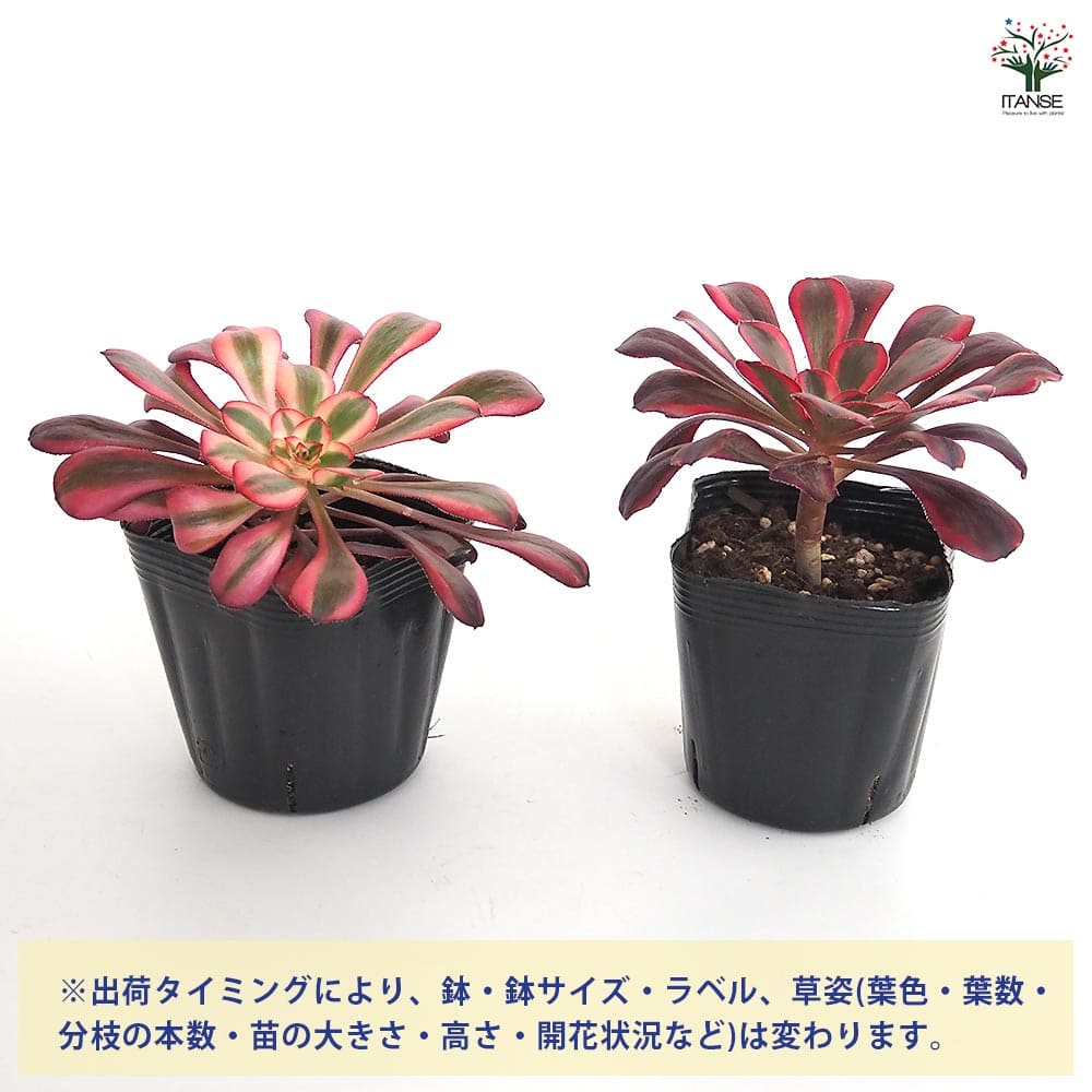 アエオニウム シャネル 【多肉植物 3～3.5号】｜ 【植物のITANSE