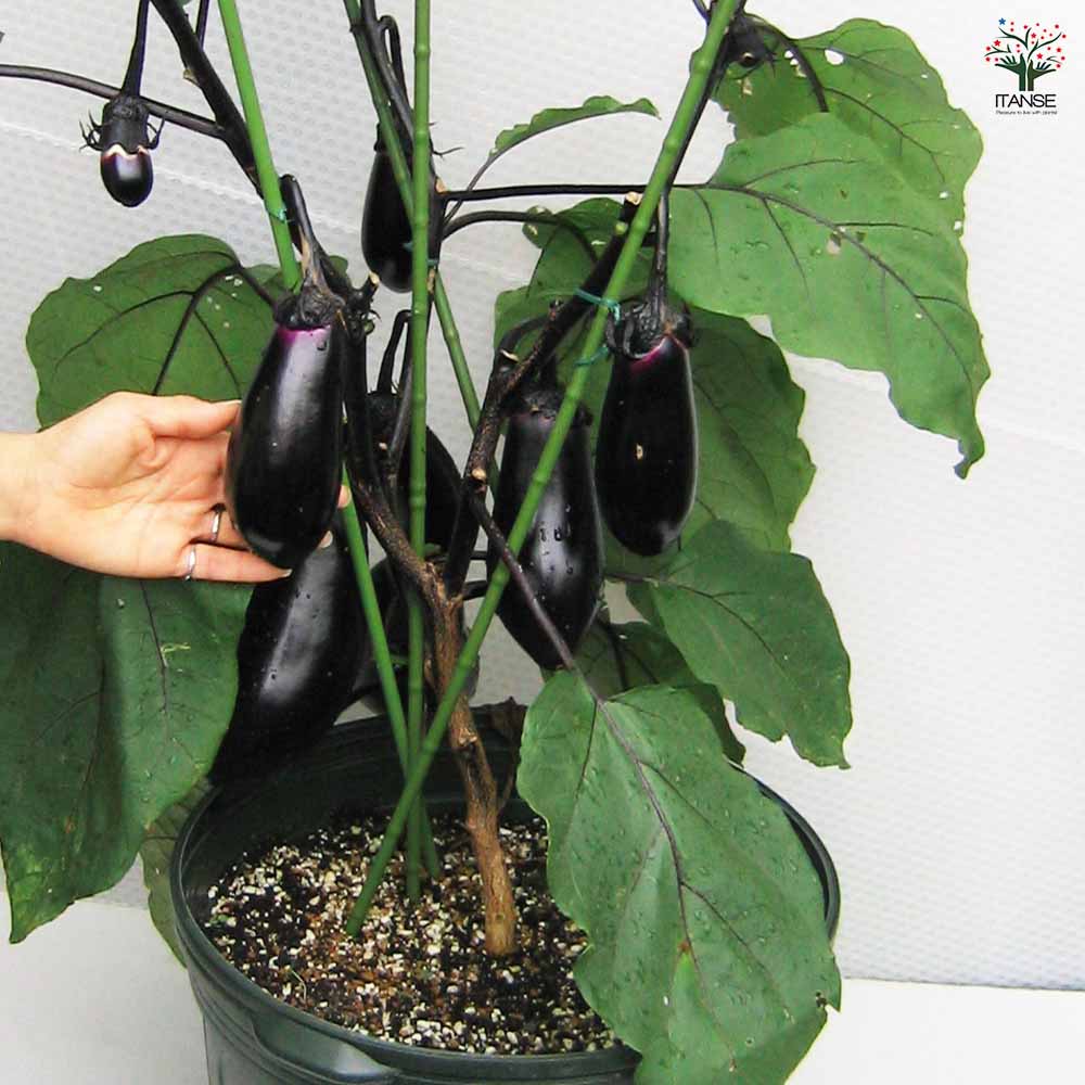 秋なすび(中長ナス)2個～【野菜苗 9cmポット自根苗】｜ 【植物の