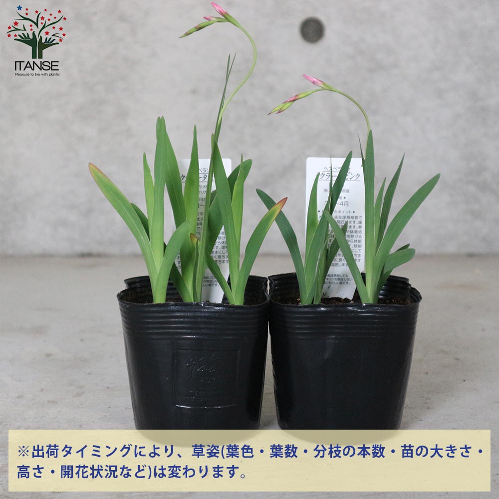 ヘスペランサ・ククラータピンク【花苗 3.5号ポット苗 球根芽出し苗