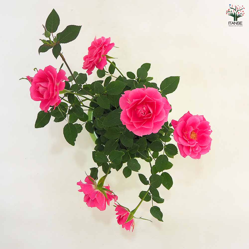 ミニ薔薇 スカイピンク 【花木苗 4号】｜ 【植物のITANSE】全品