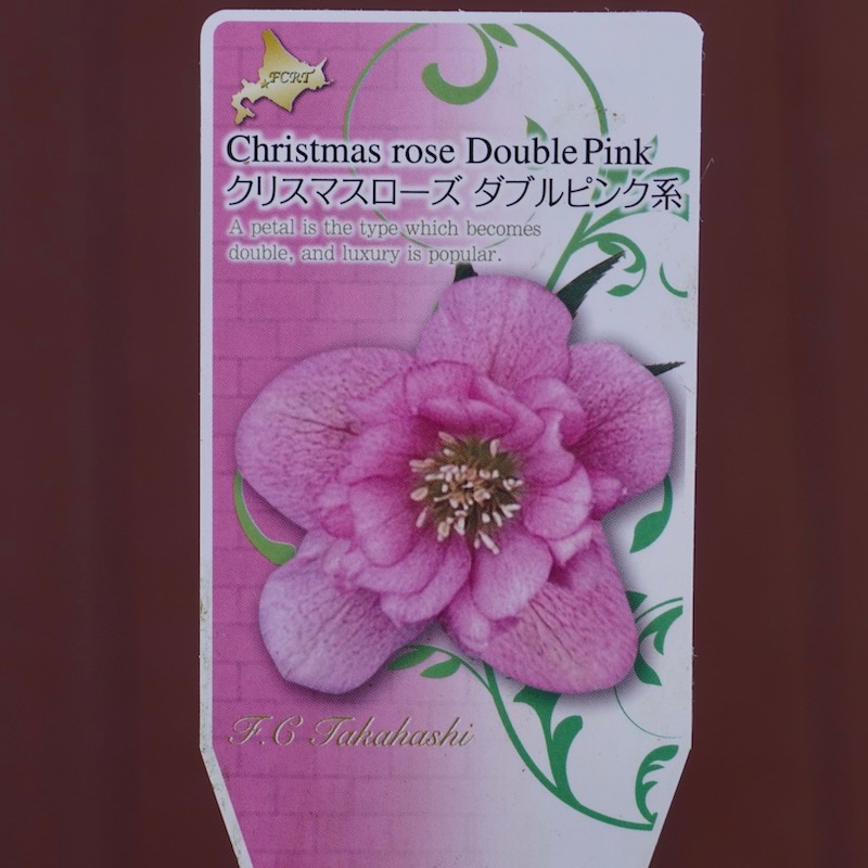 クリスマスローズ「ダブルピンク系」3.5号ロングポット