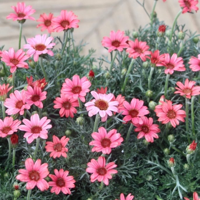 ボリューム満点☆蕾ぎっしり咲き始め株♪ローダンセマム「マーズ」