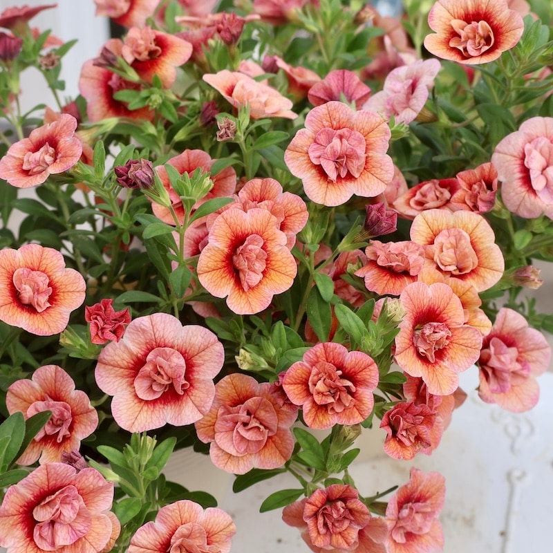 在庫限り♪カリブラコア・アロハダブル「アプリコット」(3.5号ポット)