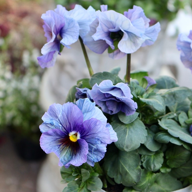 25年秋-26年春の新品種 》現品1点限り☆桂楓園さんのパンジー「フェデ