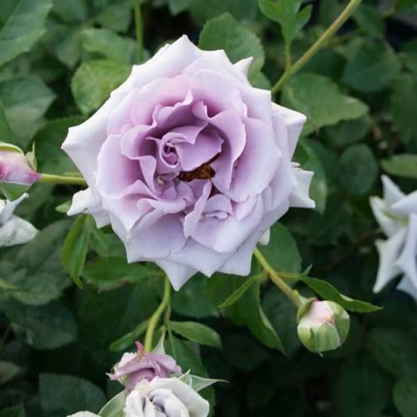 バラ苗 図鑑 アシュラ Asura 国産ノイバラ台木使用 | 系統から探す