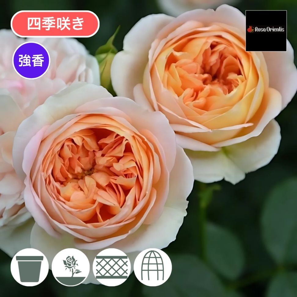 バラ苗 大苗 2026 ジュール ヴェルヌ Jules Verne 国産ノイバラ台木