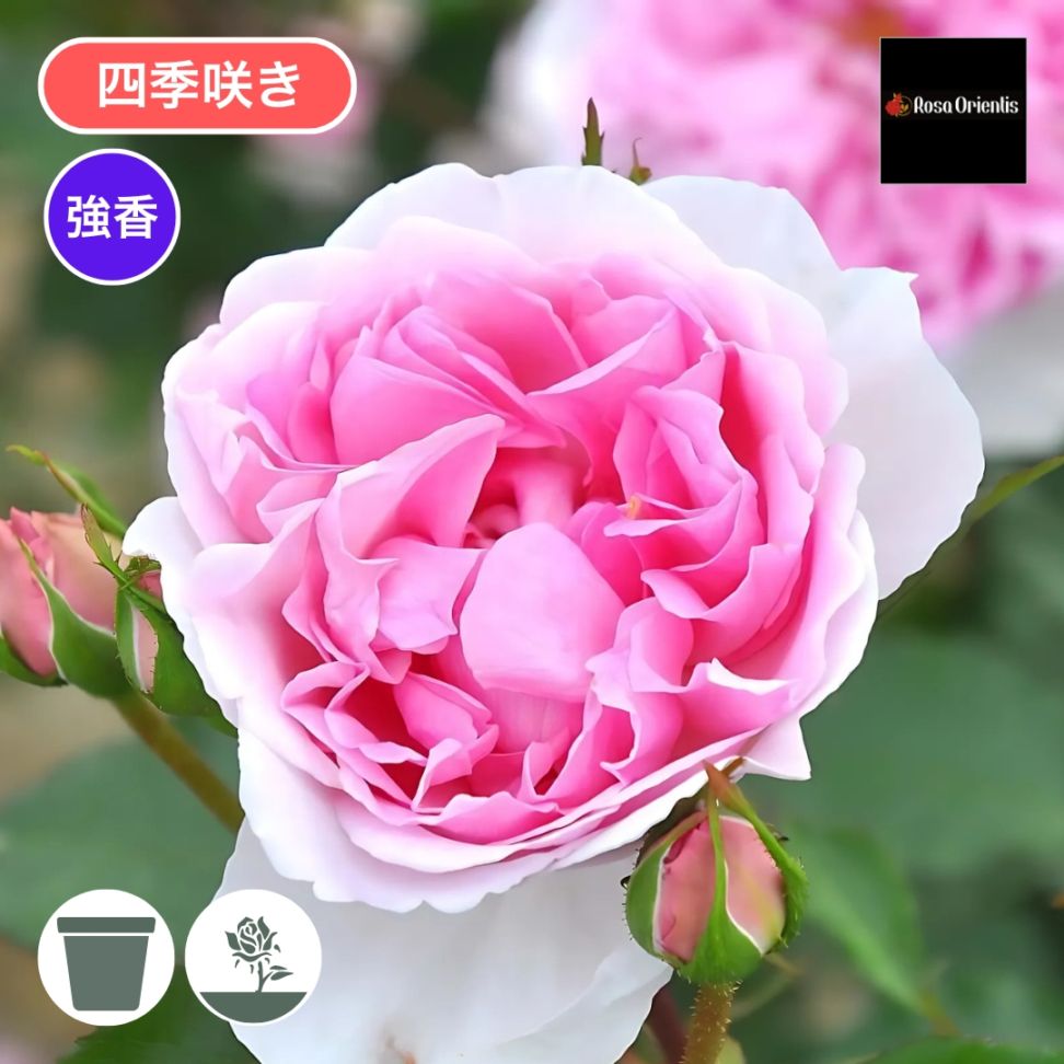 バラ苗 大苗 2026 ピクシー Pixie 国産ノイバラ台木使用 | 大苗 2026