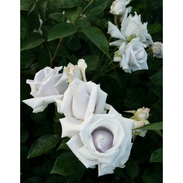 バラ苗 図鑑 マダム 高木 Madame Takagi 国産ノイバラ台木使用 | 系統