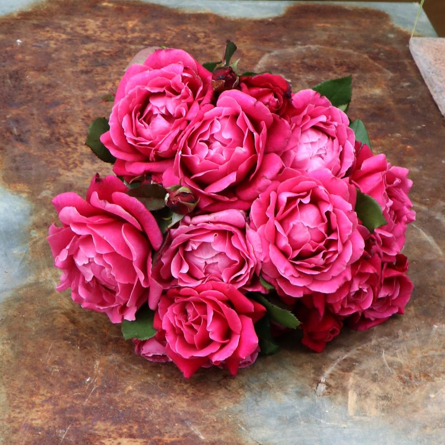 バラ苗 予約スタンダードローズ 2026 レディソウル STD 1.2m 国産