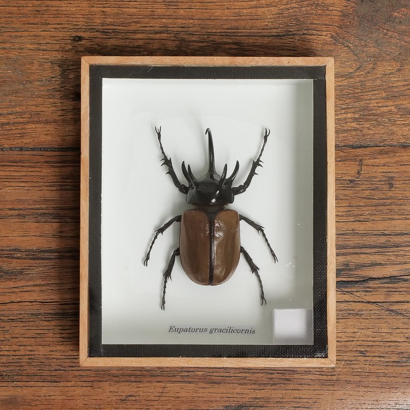 カブトムシ標本｜マライカ公式通販