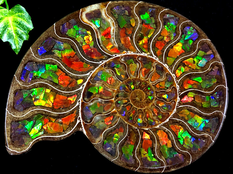 1点物！超激レア！虹色に輝くイリデッセンス☆アンモナイト化石宝石