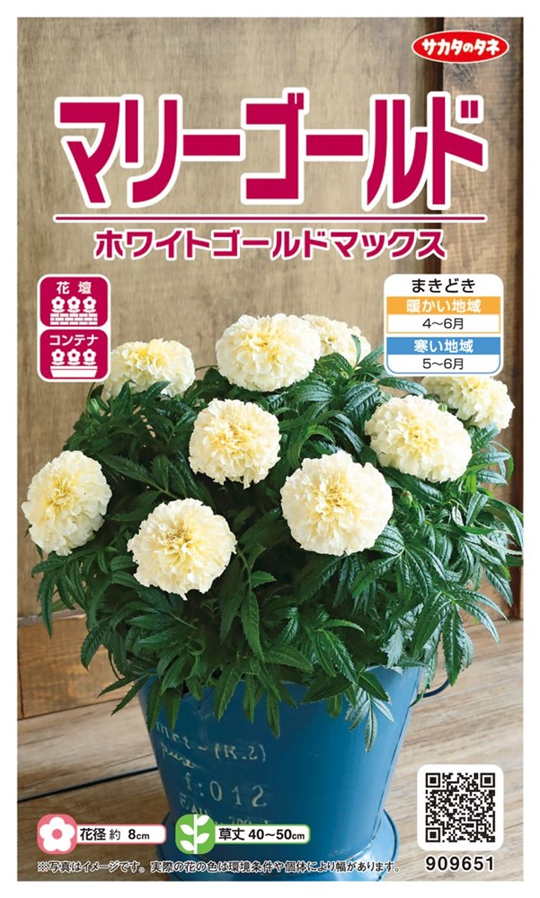 サカタのタネ マリーゴールド ホワイトゴールド マックスのタネ[内容量