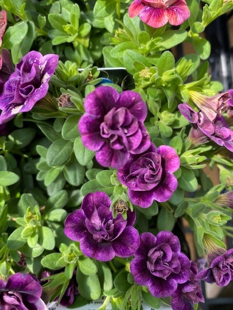 カリブラコア 'ティフォシーダブル' 紫色 エレガンスシリーズ 一年草