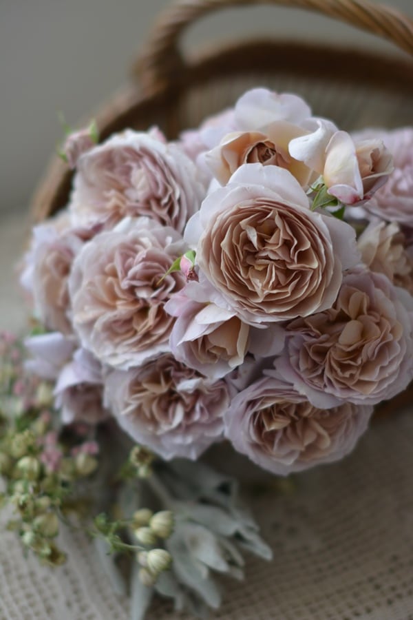 エレガンス カメリアローズ バスパウダー ミニ エレガンス カメリア