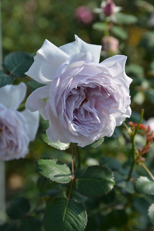 コントレイル（大苗予約）7号鉢植え バラ苗 ロサ・オリエンティス