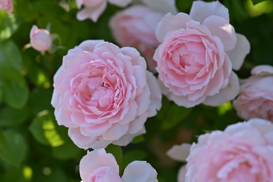 サクラ・クリスタル（大苗） 7号鉢植え シュラブローズ タンタウ バラ