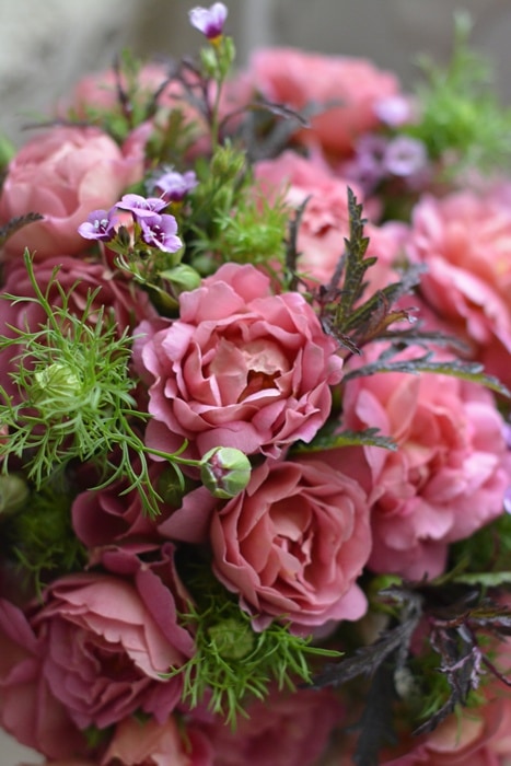 ダナヒュー（大苗）（Ausa6b15）7号鉢植え イングリッシュローズ