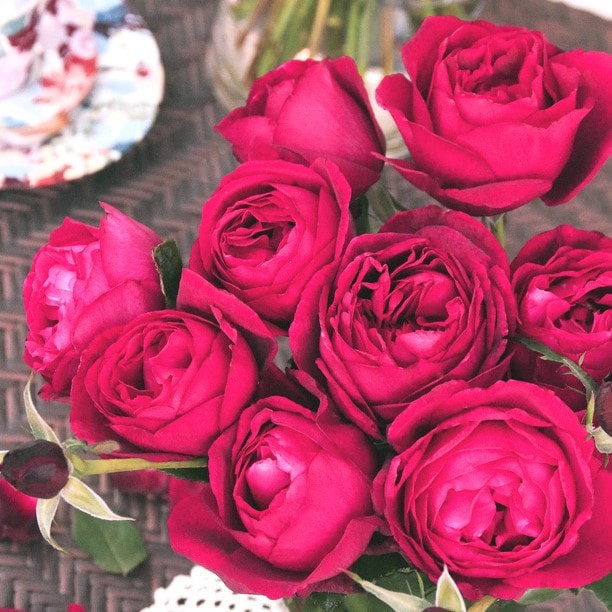 はいから（大苗）7号鉢植え 四季咲き大輪系 F&Gローズ ネオ・モダン