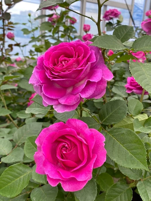 フォーラン・マリア（大苗）7号鉢植え バラ苗 《農林水産省 登録品種