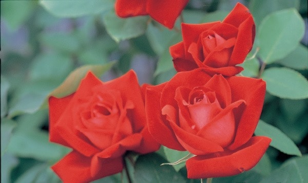 宴（大苗）7号鉢植え バラ苗 四季咲き大輪系（ハイブリッドティー