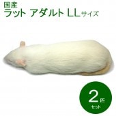 送料込 国産冷凍ラット 計36匹 SSS50g ML130g 3L250g Amazon | 国産