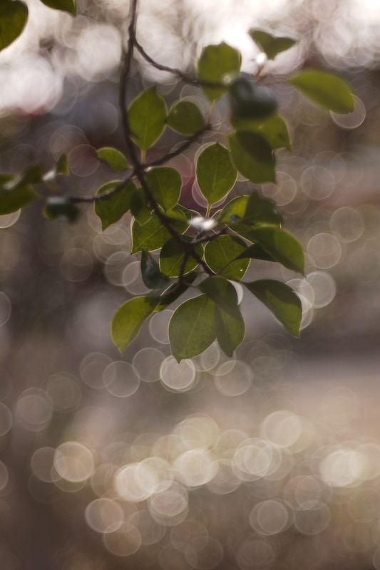 銘匠光学 TTArtisan 100mm f/2.8 M42マウント バブルボケレンズ | 焦点