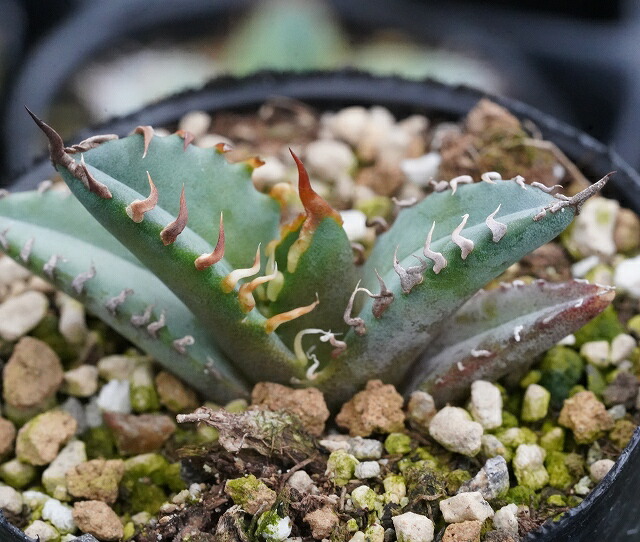 アガベ・チタノタ 陽炎 特選株 2号ロングポット チタノータ | | アガベ