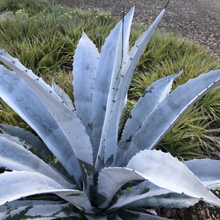 アガベ・アメリカーナ「フランゾシニー」 2号ロングポット | | アガベ