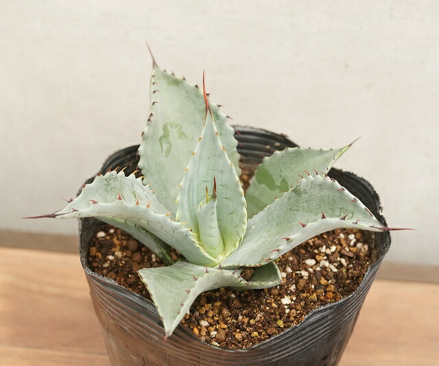 アガベ・テマカプリネンシス 5号ポット | | アガベ（リュウゼツラン