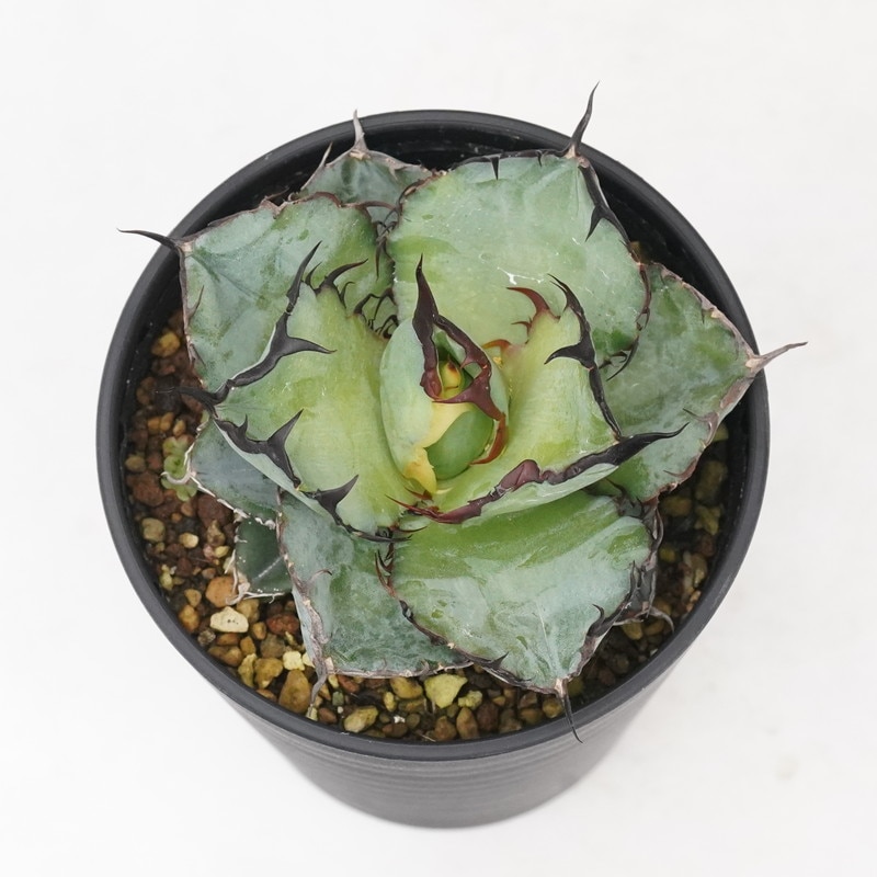 アガベ・チタノタ「ブラック＆ブルー」3.5号セラアート鉢 | | チタノタ