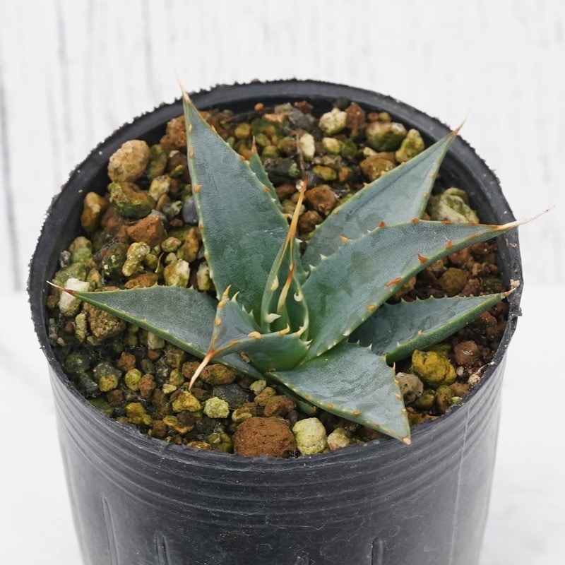 アガベ・ユタエンシス「エボリスピナ」 2号ロングポット | | アガベ