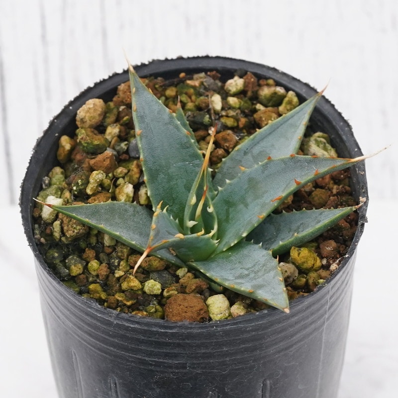 アガベ・ユタエンシス「エボリスピナ」 2号ロングポット | | アガベ