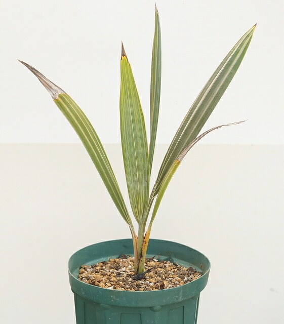 ビスマルキア・ノビリス「シルバー」 5号ロングスリット鉢 | | ドライ