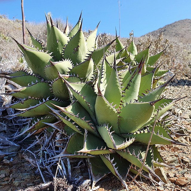 アガベ・マルガリータ 2号ロングポットx3株セット | | アガベ