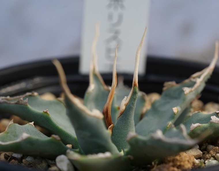 アガベ・ユタエンシス「エボリスピナ」 3号ロングポット | | アガベ