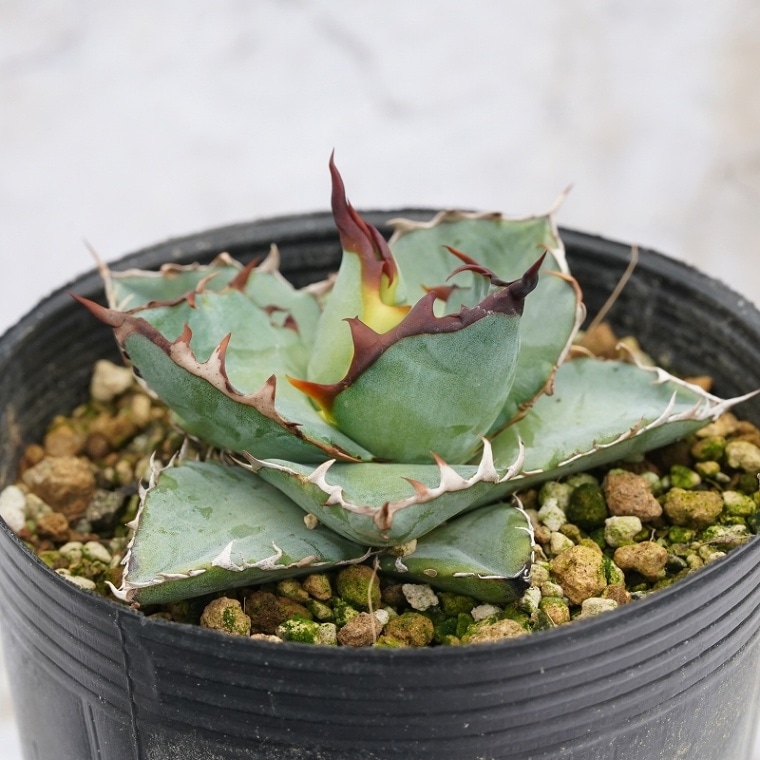 実生選抜株】アガベ・チタノタ「ブルー」 ”陽炎” 3号ポット | | アガベ