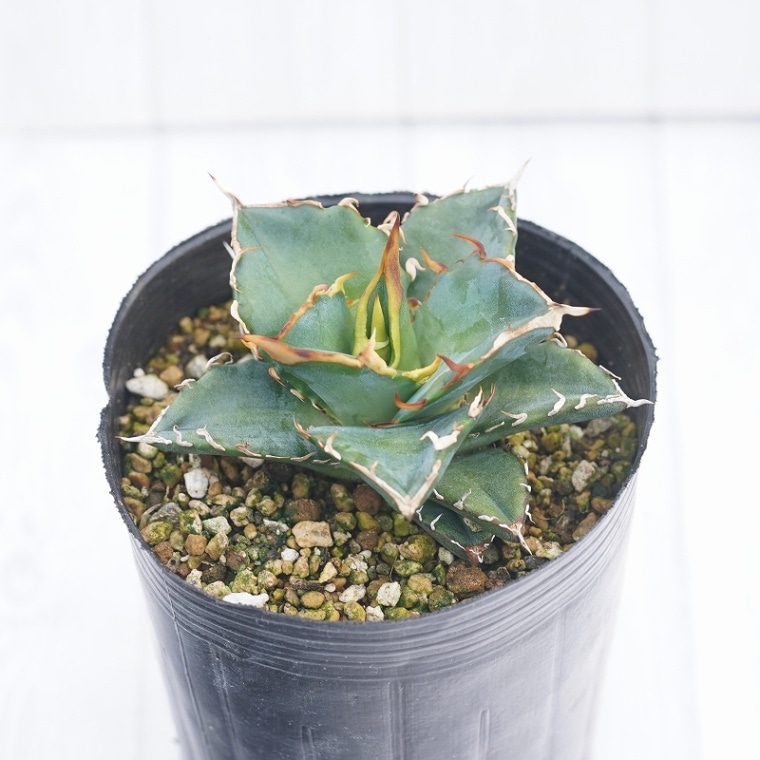 実生選抜】アガベ・オテロイ”選抜株” 3号ロングポット | | アガベ