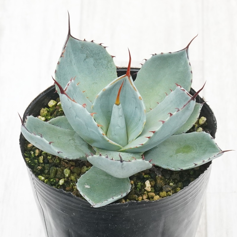 アガベ・パリー・トルンカータ メリクロン株 4号ロングポット