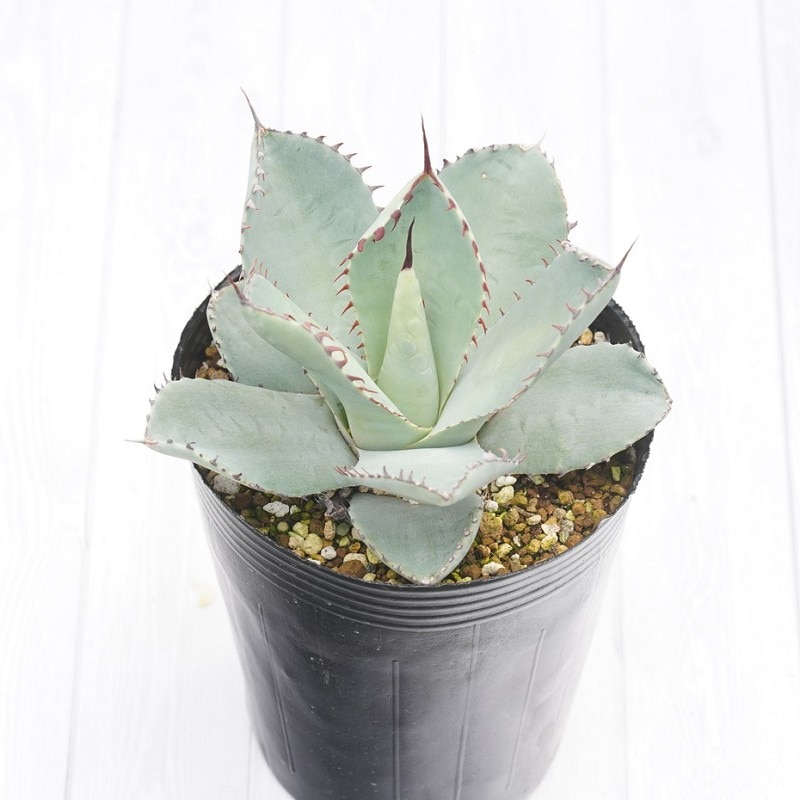 アガベ パリー トランカータ 実生 大株 アガベ パリー トランカータ