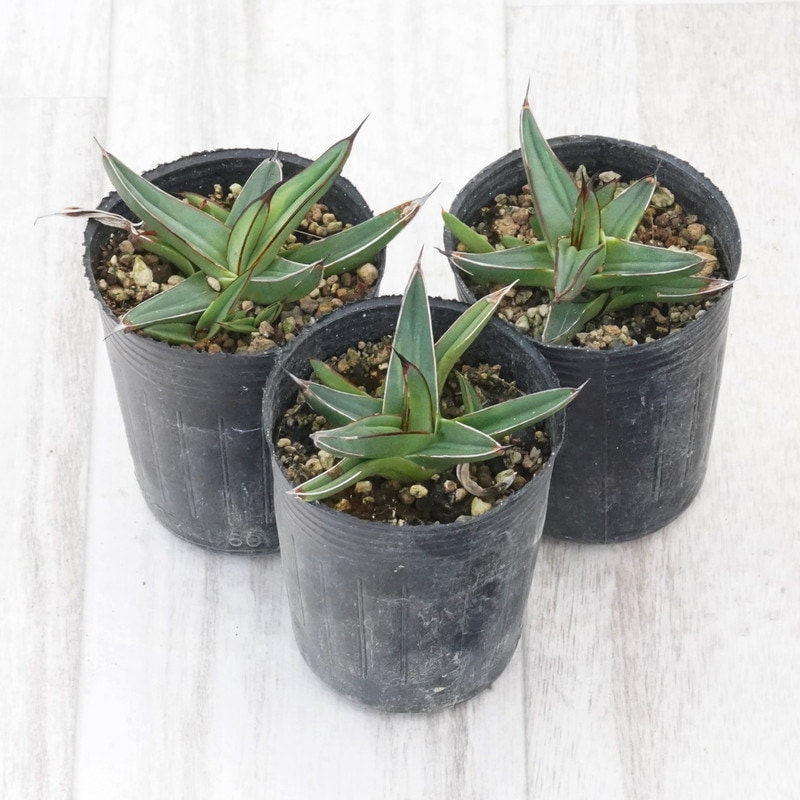 アガベ・ニッケルシー 子株付き株 2号ポット×3株セット | | アガベ